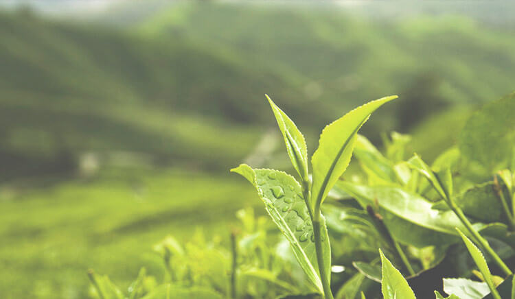 thé chinois nunshen haute manufacture de thés