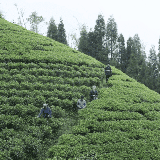 PURNA BLACK TEA – Image 2