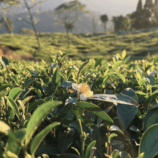 UPER FAGU FIRST FLUSH – Image 2