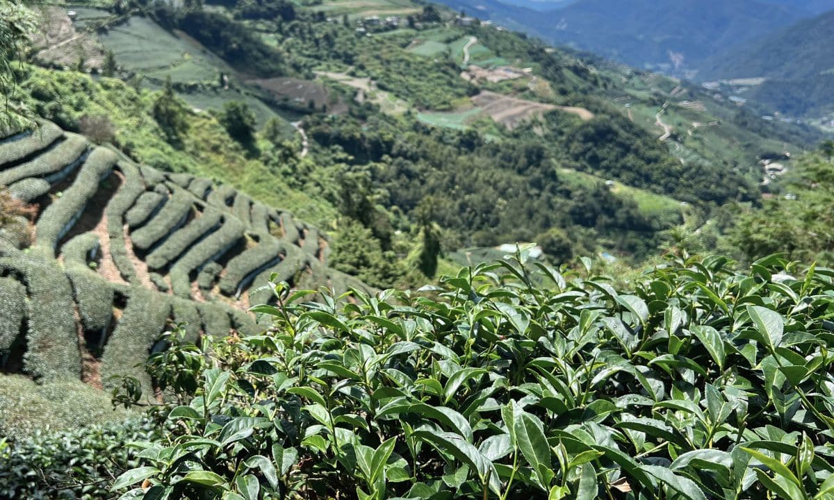 oolong nunshen taiwan