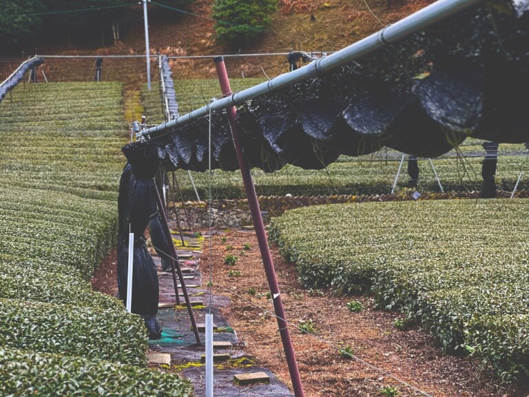 matcha plantation jardin