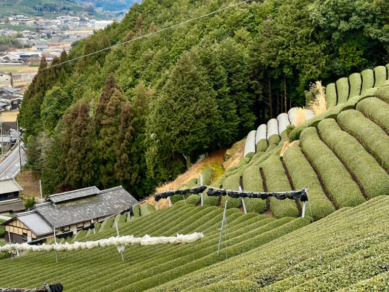 plantation collines the